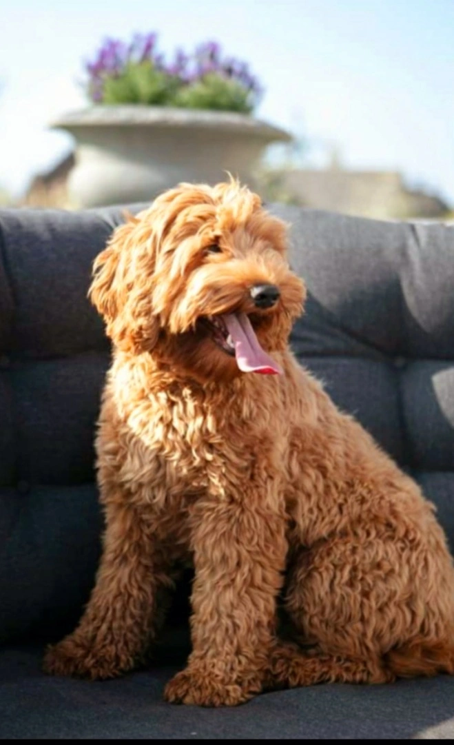 Brambles Bella - Rode medium Australian Labradoodle fokteef