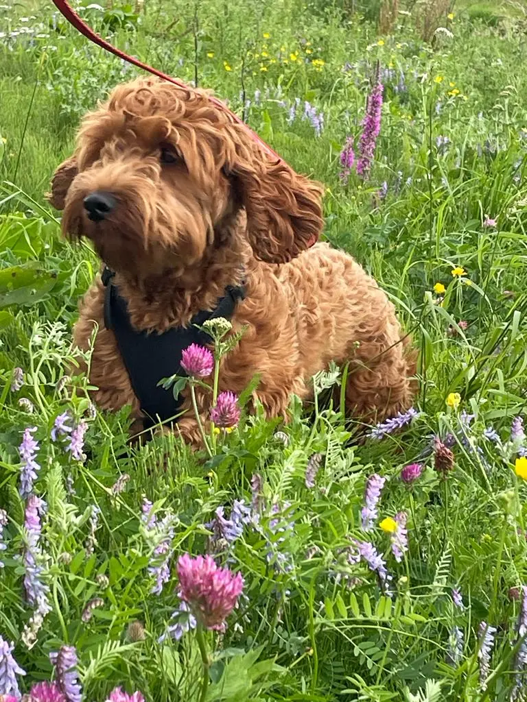 Lilly Sunflower - Rode medium Australian Labradoodle